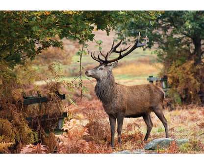 Wentworth Wooden Puzzles The Autumn Stag - Maxi 250 Pieces