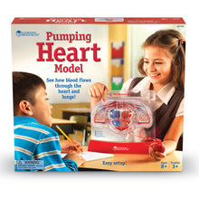 Learning Resources Pumping Heart Model