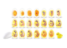 Learning Resources Chick Life Cycle Exploration Set