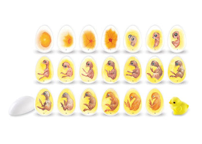 Learning Resources Chick Life Cycle Exploration Set