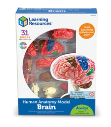 Learning Resources Brain Anatomy Model