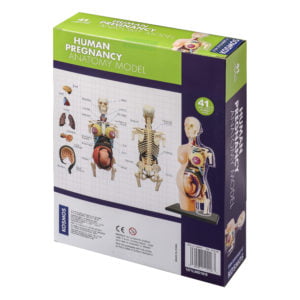 Thames & Kosmos Human Body Pregnancy Anatomy Model