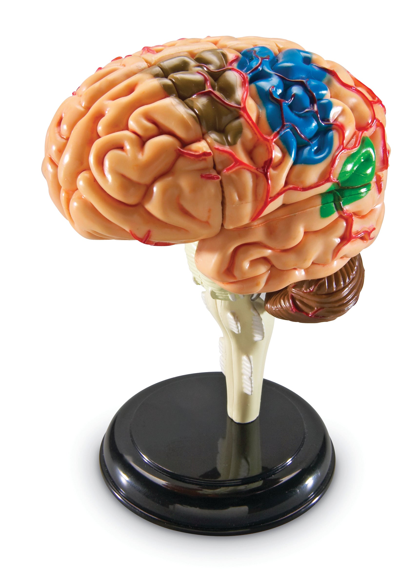 Learning Resources Brain Anatomy Model