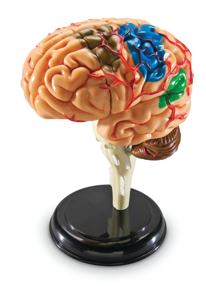 Learning Resources Brain Anatomy Model