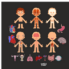 Duffy&Porter Human Body Play Scene