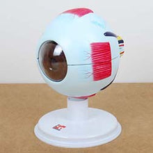 TickiT Human Eye