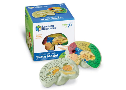 Learning Resources Cross-Section Human Brain Model