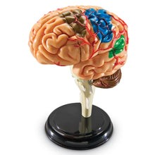 Learning Resources Brain Anatomy Model
