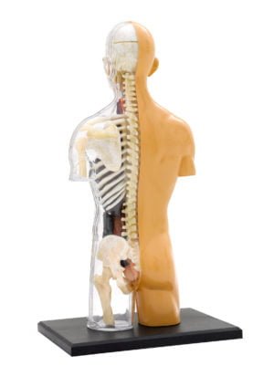 Thames & Kosmos Human Body Anatomy Model