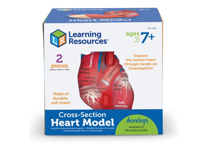 Learning Resources Cross-Section Human Heart Model