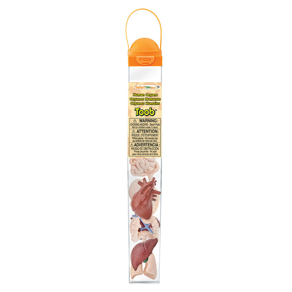 Safari Toob Human Organs (8 Pieces)