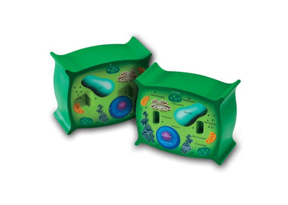 Learning Resources Cross-Section Plant Cell Model