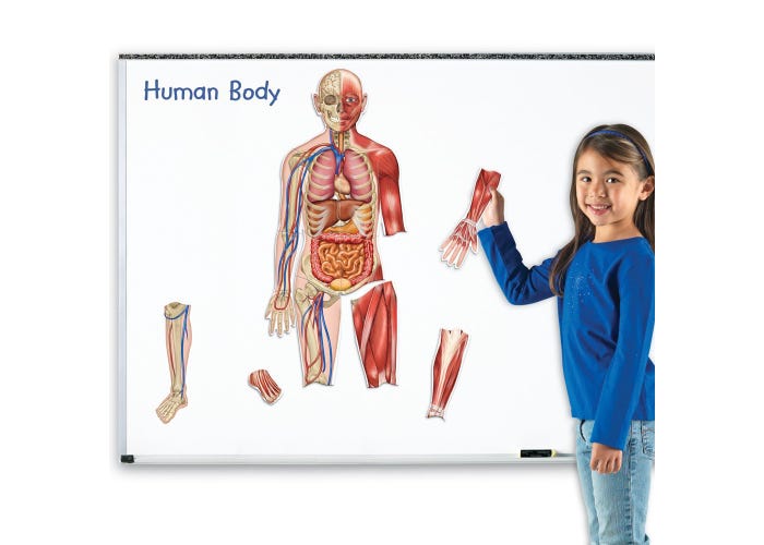Learning Resources Double-Sided Magnetic Human Body