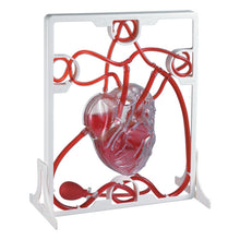 EDU-QI Pumping Heart