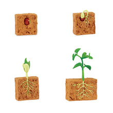 Safari Life Cycle of a Green Bean Plant (4 Pieces)