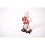 EDU-QI Human Torso Model Small