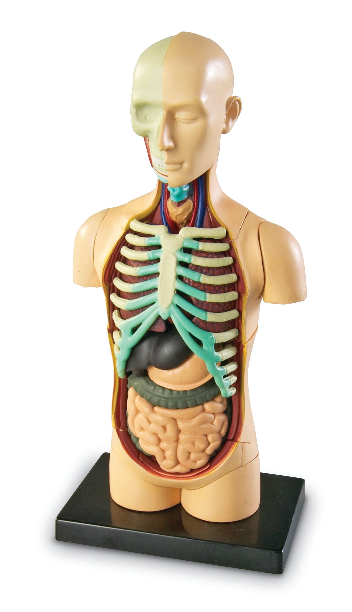 Learning Resources Human Body Anatomy Model