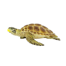 Safari Loggerhead Turtle