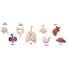 Safari Toob Human Organs (8 Pieces)