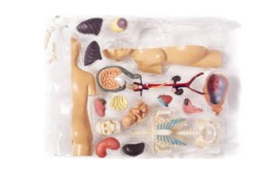 Thames & Kosmos Human Body Pregnancy Anatomy Model