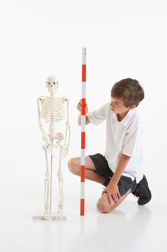 TickiT Half-Scale Skeleton