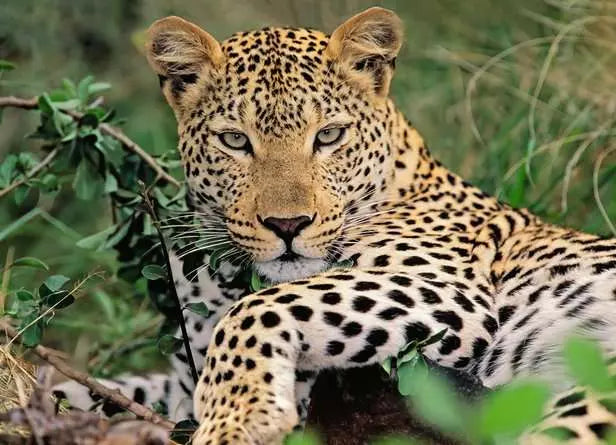 Ravensburger Exotic Animal 100pc XXL