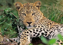 Ravensburger Exotic Animal 100pc XXL