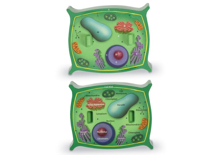 Learning Resources Cross-Section Plant Cell Model