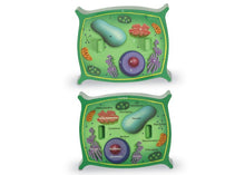 Learning Resources Cross-Section Plant Cell Model