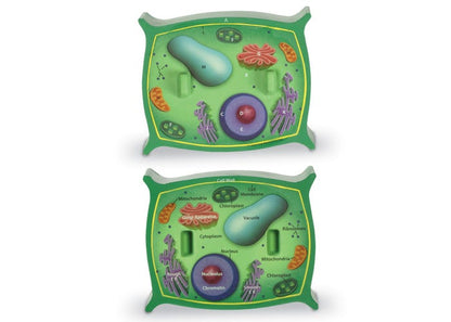 Learning Resources Cross-Section Plant Cell Model