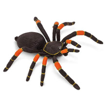 Safari Orange-kneed Tarantula