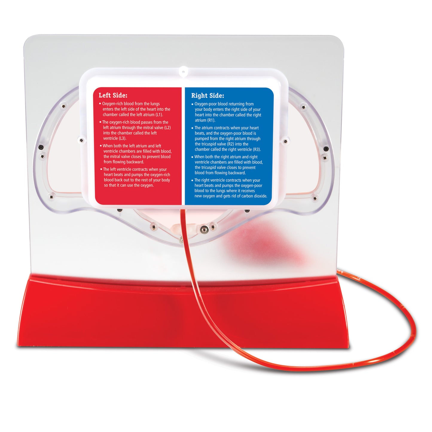 Learning Resources Pumping Heart Model