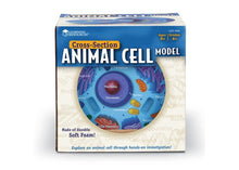 Learning Resources Cross-Section Animal Cell Model
