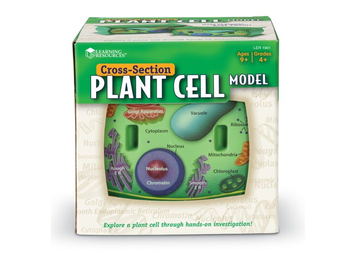 Learning Resources Cross-Section Plant Cell Model