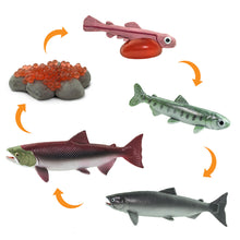 Safari Life Cycle of a Salmon (5 Pieces)