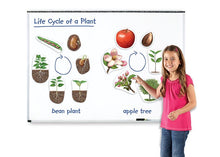 Learning Resources Giant Magnetic Plant Life Cycle