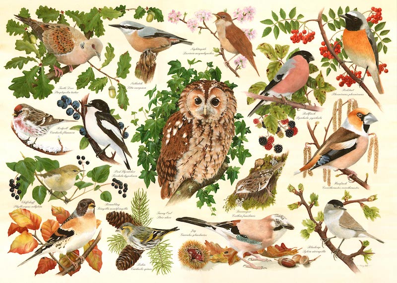 The House Of Puzzles Woodland Birds Big 500 Piece Jigsaw