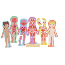 Hape Human Body Magnetic Puzzle