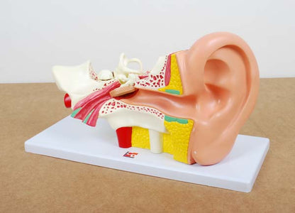 TickiT Human Ear