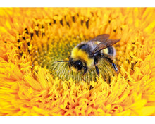 Wentworth Wooden Puzzles Busily Buzzing Bumblebee - Mega 500 Pieces