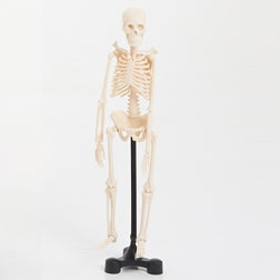 EDU-QI Mini Skeleton 46Cm