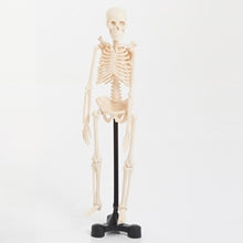 EDU-QI Mini Skeleton 46Cm