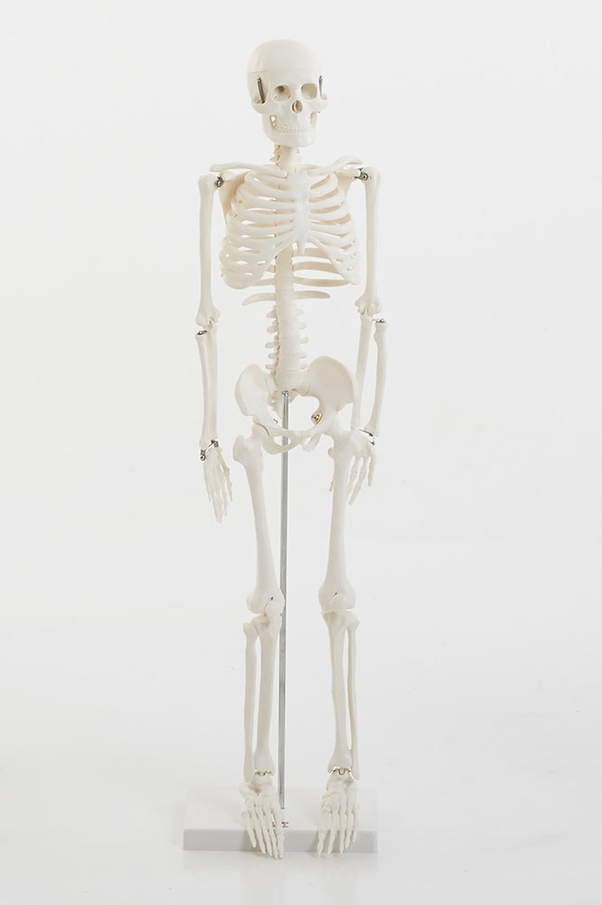 TickiT Half-Scale Skeleton