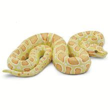 Safari Albino Burmese Python