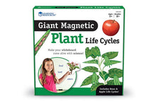 Learning Resources Giant Magnetic Plant Life Cycle