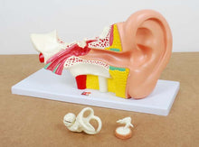 TickiT Human Ear