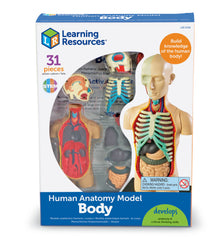 Learning Resources Human Body Anatomy Model