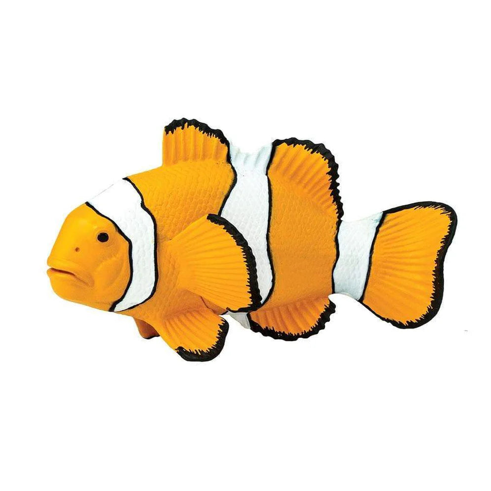 Safari Clown Anemonefish-S204129