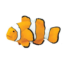 Safari Clown Anemonefish-S204129