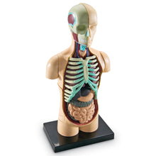 Learning Resources Human Body Anatomy Model